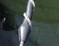1) Rubber shock absorber for less protected waters