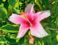 Mal von der Natur gemalt: Blühender Hibiskus