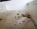 Our Pegazus has soiling such as tree resin, leaves and road dirt. We first collect loose soiling, such as leaves, on