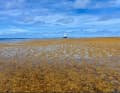 Untersucht werden die Artenvielfalt in den Sargassum-Matten, die Rolle der Algen im Kohlenstoffkreislauf von der Oberfläche bis zum Meeresboden sowie die mögliche Anreicherung von Mikroplastik.