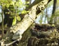 Die "alten Buchenwälder" gehören zum UNESCO-Welterbe.