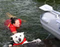 Messe-See: DLRG water rescue demonstration with dogs