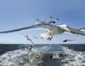 A flock of seagulls over the North Sea near Langeoog in East Frisia – the documentary series ‘Unsere Meere’ (Our Seas) showcases the sea, the coastal landscapes and their wildlife in stunning images.