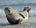 Momento di tranquillità a Helgoland: una foca sulla spiaggia dell’isola del Mare del Nord.
