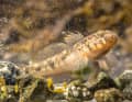 Well camouflaged in the underwater world: a black goby in its natural habitat.