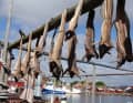 Stockfisch an Trockengestellen: Haupteinnahmequelle ist immer noch der Kabeljau
