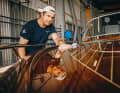 Mirror-like craftsmanship: 18 layers of clear varnish protect the mahogany wood. Boat builder Niklas Jacobsson polishes until the surface shines perfectly