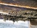 Mussel and barnacle growth on the underwater hull or ...