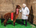 ... he looks after his alpacas. Here you can see US and UK champion Mystic Star.
