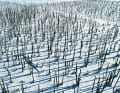 Deadwood in the peat bogs of the snow-covered Peene valley