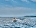 Bayliner M19