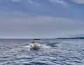Bayliner M19 (length: 5.79 m, width: 2.29 m, weight (without engine): 1,088 kg, engine: up to 115 hp CE category: C) | rie: C)