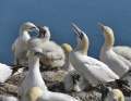 Gannets nesting on the cliffs of the Oberland