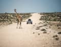 Wer ist hier der Exot? Wohl eher der Cayenne S als die heimische Giraffe