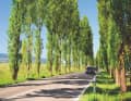 1,3 Kilometer lang: die Pappelallee
zur Insel Reichenau im Bodensee.