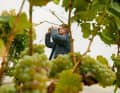 Winzer Hugo Brennfleck aus Sulzfeld in Unterfranken kontrolliert den Öchslegrad seiner Trauben. Gutes Wetter ist wichtig für eine gute Ernte – und ebenso für Ausfahrten mit seinem Porsche 356.