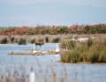 The Mesolongi lagoon is home to many animal and plant species.
