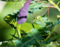 ...or the numerous natural wonders...