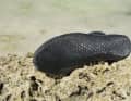 A thin sole that can roll up inside the loops.