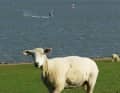 Im Vordergrund Schafe, im Hintergrund die Hallig Nordstrandischmoor – Nordstrand bedient die nordfriesischen Klischees perfekt.