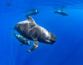 ...whale watching complete the nature experience.