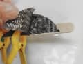 The lace is attached to wide adhesive strips, supported by wooden sticks,...