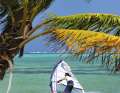 Power jibes under palm trees - the clichéd conditions at Pigeon Point/Tobago offered the surf testers the best conditions for extensive manoeuvres with sails of 6.2 to 7.2 square metres.