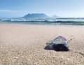 The marvellous view of the beautiful Table Mountain and the poisonous Portuguese galley on the beach - there is hardly a better way to illustrate the torn nature of South Africa.