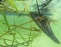 Seagrass fins simply let the seaweed slide off; they are much more prone to doing so.