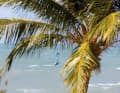 Palm trees, wind and warm water: many winter holidaymakers are regular visitors to Brazil