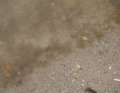 The culprits: Large carpets of algae were problematic and slowed down the foils noticeably.