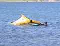 After a fall, the wing often lies upside down on its leeward side