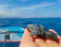 Unique encounters away from the busy surf spots
