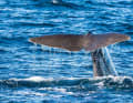 The best chance of spotting sperm whales is in Andenes at the northern tip of Vesterålen. Numerous whale-watching tours start from here.