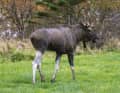 Even in the land of the moose, encounters with these mighty animals are rare.