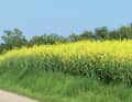 Unspoilt shores, fields, forests and wet meadows - we are in the land of a thousand lakes, with a special kind of natural idyll.
