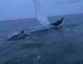 Just a few centimetres from the bow, one of the dolphins jumps out of the water