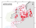 Hotspots der Schweinswal-Vorkommen von Spanien bis in die Ostsee