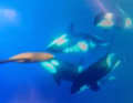 The orcas at the keel of "Malizia - Seaexplorer". | Screenshot/Facebook/Team Malizia
