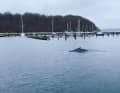 Easy to recognise in the video: The back of one of the humpback whales in Glücksburg's marina