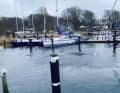 Même entre les pontons, l'une des deux baleines est apparue