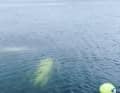 Hier sind sogar beide Körper durchs Wasser schimmernd zu erkennen