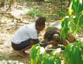 The giant tortoises on La Digue are one of the highlights of the wildlife-rich area