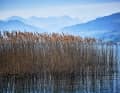 Lago di Zurigo, Rapperswil | Fotografo: Nico Krauss