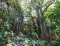 Auch die Flora ist üppig. Banyan-Feigen, wie auf der Insel  Aride, beeindrucken mit ihrem Luftwurzelwerk