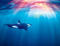 ... along the orca areas, the Bourels have arrived at their Mediterranean destination ...