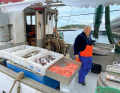 Fresh catch: Seafood is available at the market and from the cutter in Stavanger