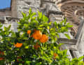 Oranges mûres devant l'église paroissiale Sant Bartomeu à Sóller.