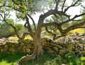 Olive trees are still a typical feature of the Kornati landscape