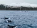 The yachts lie still and a group of orcas pass by, some only a few metres in front of the bow.